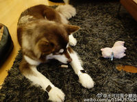 活得不如狗？王思聰愛犬身戴2只蘋果表