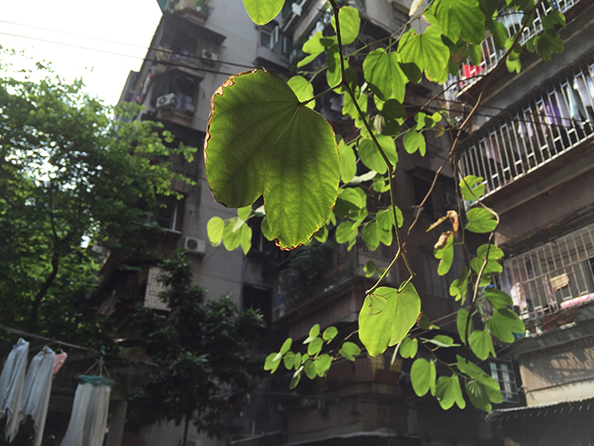 拍照差別大嗎？iPhone 6s Plus對(duì)比iPhone 6 Plus