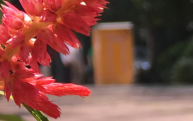 拍照差別大嗎？iPhone 6s Plus對(duì)比iPhone 6 Plus