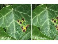 競(jìng)爭(zhēng)真大！iPhone6s不再是移動(dòng)拍照之王？