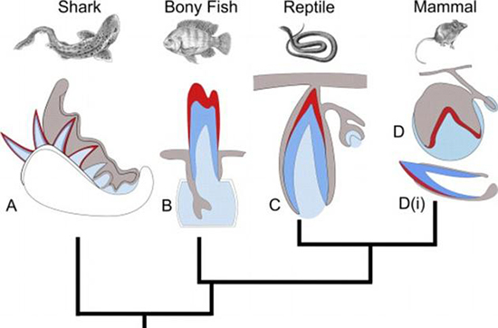 能像鯊魚一樣再生牙齒？只要喚醒基因就行
