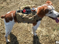 太給力！搜救犬也有智能背心了