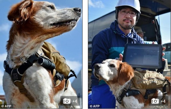 太給力！搜救犬也有智能背心了