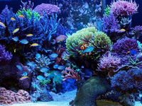 養(yǎng)魚怕麻煩？請個智能“專家”來幫你吧